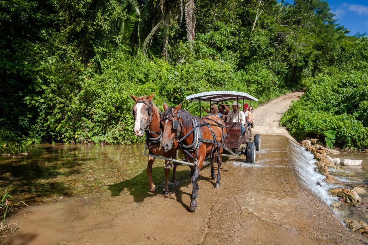 Sleeping Giant Rainforest Lodge เบลโมแพน ภายนอก รูปภาพ
